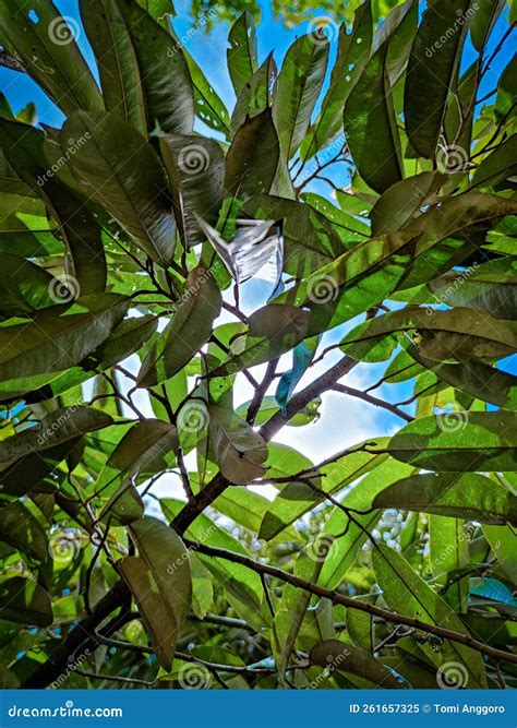 Durian leaves stock image. Image of increases, green - 261657325