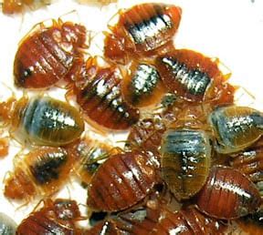 Bedbugs, Silverfish & Firebrats | HomeTips