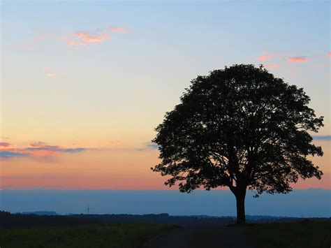 HD wallpaper: silhouette photo of green leafed tree, sunset, tree of ...