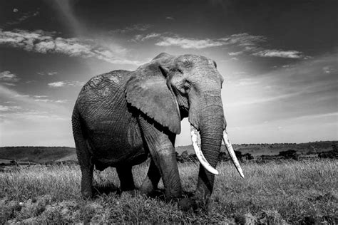 How to Photograph Wildlife in Black and White | Nature TTL