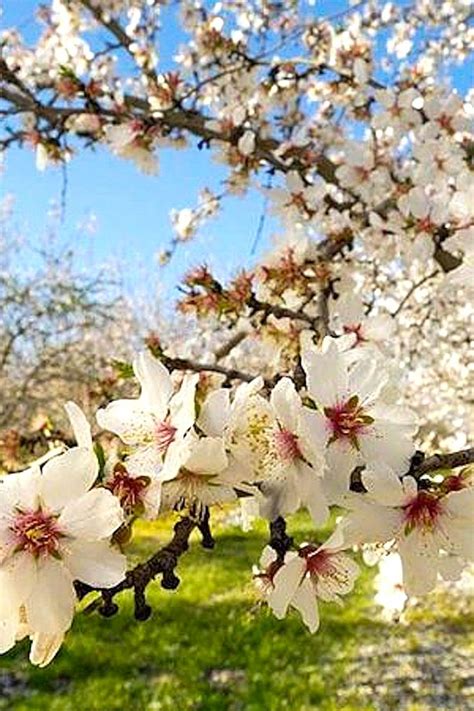 The beautiful almond tree blossoms this spring, showing its real beauty. #almondtree #almondonly ...