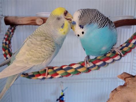 Budgies, Beautiful birds, Budgie toys