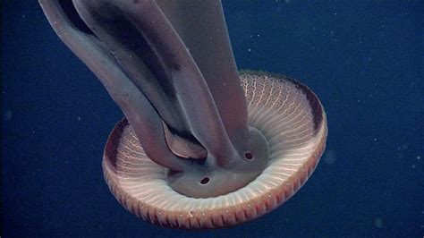 Rare Photos of Giant Phantom Jellyfish from 3,200 Feet Under the Sea ...