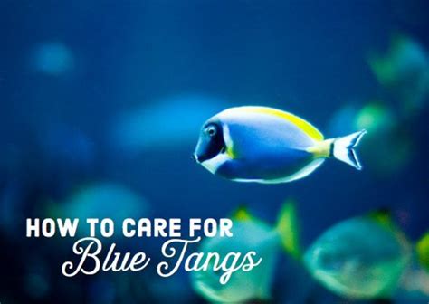 Blue Tang Care Guide and Requirements - PetHelpful