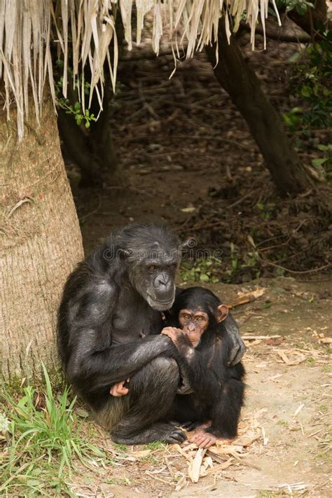 Chimpanzee Mother and Her Baby Stock Photo - Image of primate, young ...