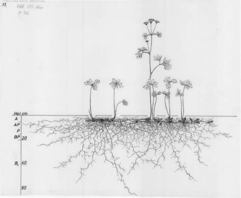 Tree Root System Diagram