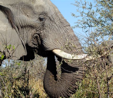 DSC08038 African Bush Elephant eating | Flickr - Photo Sharing!