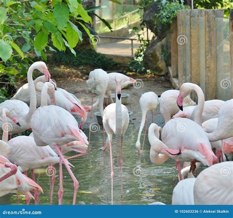 Pink Flamingos in the Natural Habitat Stock Photo - Image of group, flamingo: 102603236