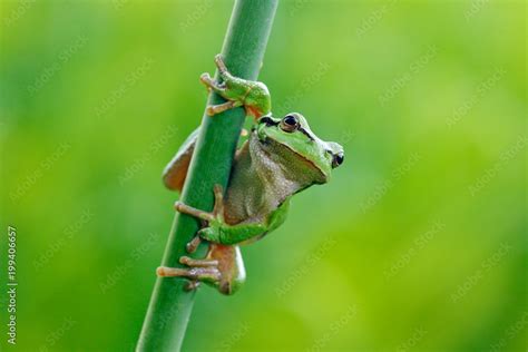 European tree frog, Hyla arborea, sitting on grass straw with clear ...