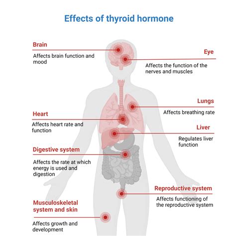 Thyroid Hormone Imbalances & MET Therapy - EP Wellness & Functional ...