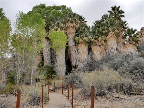 American Travel Journal: Cottonwood Spring - Joshua Tree National Park