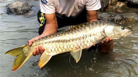 Despite severe population declines elsewhere, the golden mahseer is flourishing—thanks to the ...