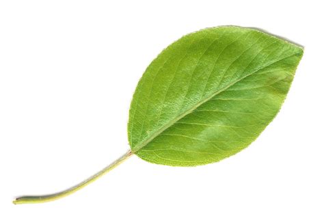 File:Pear Leaf.jpg