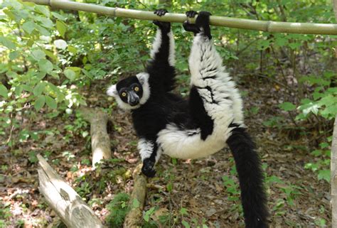 Black and White Ruffed Lemur - Duke Lemur Center