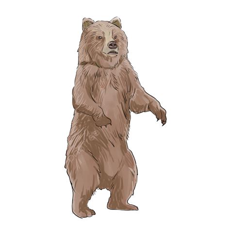 Standing Grizzly Bear, Grizzly, Bear, Standing PNG Transparent Clipart ...