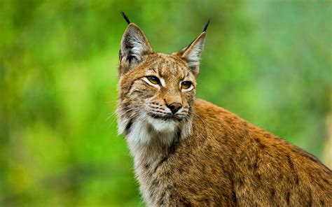 Bobcat Wallpaper Desktop - WallpaperSafari