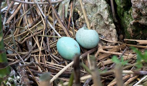 What Birds Lay Blue Eggs? - Bird Nature