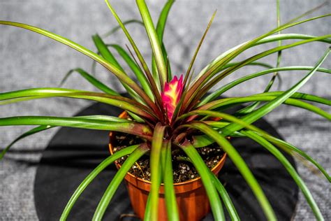 Tillandsia Cyanea 4″ pot – 305 Greenery, Inc.