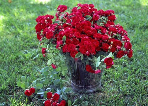 Great Red Roses - Rose Notes
