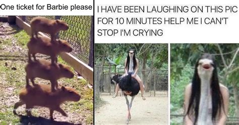 25 Absurd Animal Memes That 100% Pass The Vibe Check This Week (May 31 ...