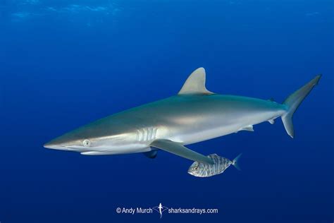 Dusky Shark - Carcharhinus obscurus