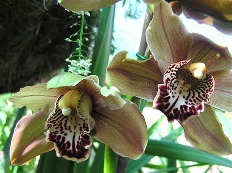 Val Laird Designs - Journey of a Stitcher: The Story of an Orchid