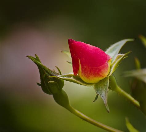 A Beautiful Rose Bud Photograph by Michael Whitaker - Fine Art America