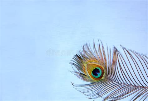 Peacock feather eye stock photo. Image of gold, pretty - 1812152