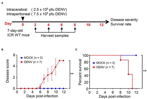 Frontiers | CNS Immune Profiling in a Dengue Virus-Infected Immunocompetent Outbred ICR Mice Strain