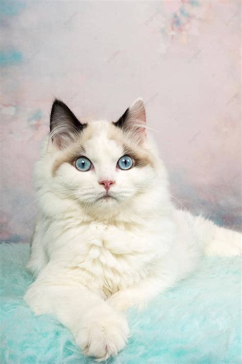 Latar belakang Anak Kucing Ragdoll Lucu Dengan Latar Belakang Bunga Biru Tanpa Potret Orang Foto ...