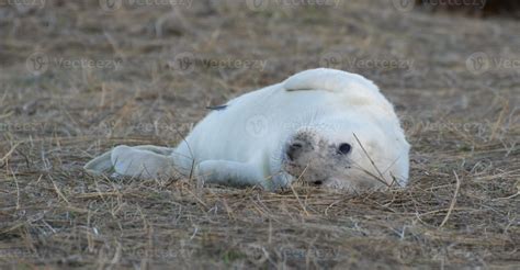 White fluffy seal pup at Donna Nook 845740 Stock Photo at Vecteezy