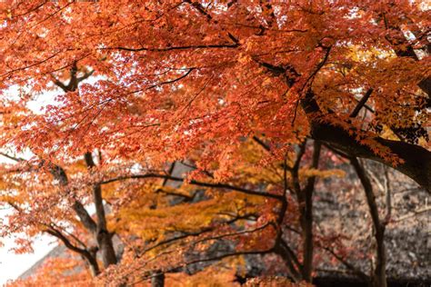 Best Locations To See Fall Foliage In Tokyo, Japan | Raised Abroad