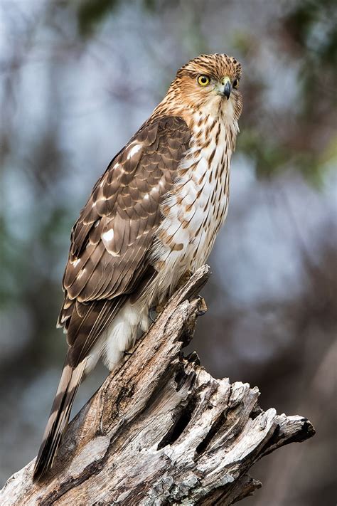 Cooper's Hawk | Audubon Field Guide