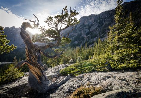 Download Mountain Nature Colorado USA Rocky Mountains Twisted Tree HD ...