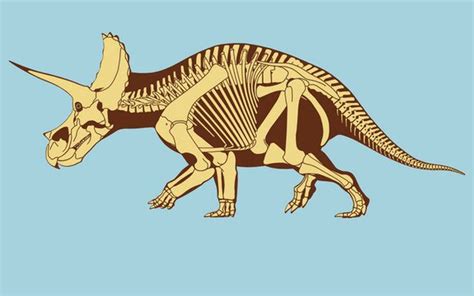 Triceratops: Facts About the Three-Horned Dinosaur | Dinosaur, Prehistoric animals, Dinosaur fossils