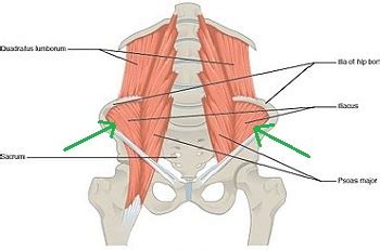 Iliacus Muscle Function & Action | Iliacus Muscle & the Psoas Muscle | Study.com