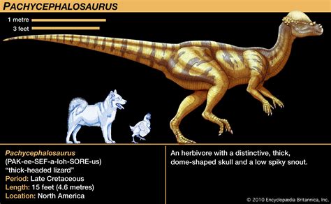 Pachycephalosaurus | Thick-Skulled, Dome-Headed, Herbivorous | Britannica