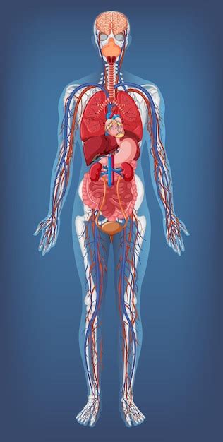 Human Anatomy Hd Images Free - Infoupdate.org