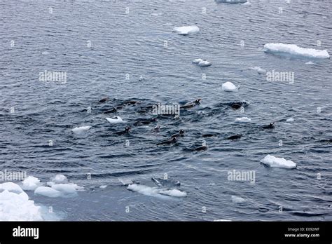 Gentoo penguins swimming hi-res stock photography and images - Alamy