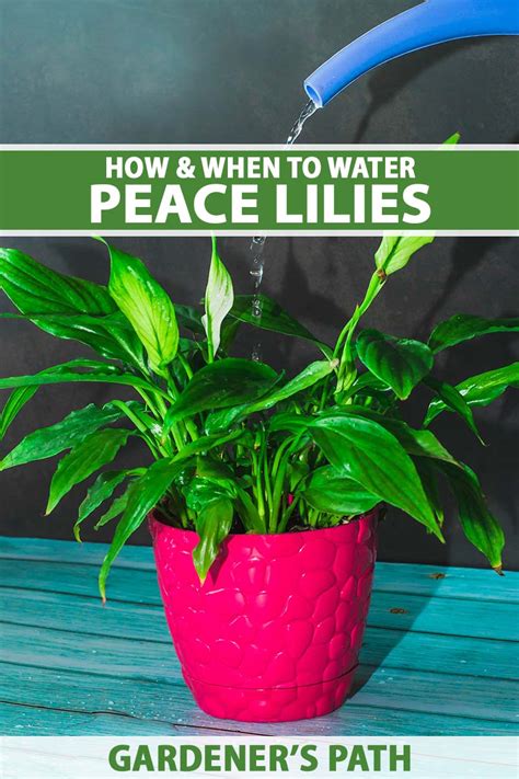 How to Water Peace Lily Houseplants | Gardener’s Path