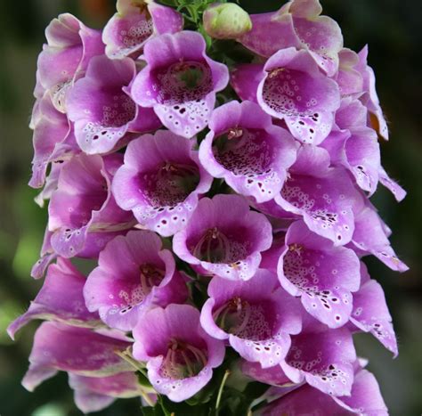 Deadly Gardening: Plants for Poisonous Gardens - Purple Flower