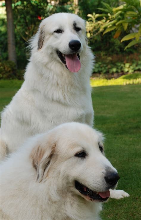 Beautiful Great Pyrenees dogs photo and wallpaper. Beautiful Beautiful Great Pyrenees dogs pictures