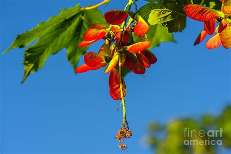 Red maple seeds Photograph by Viktor Birkus - Pixels