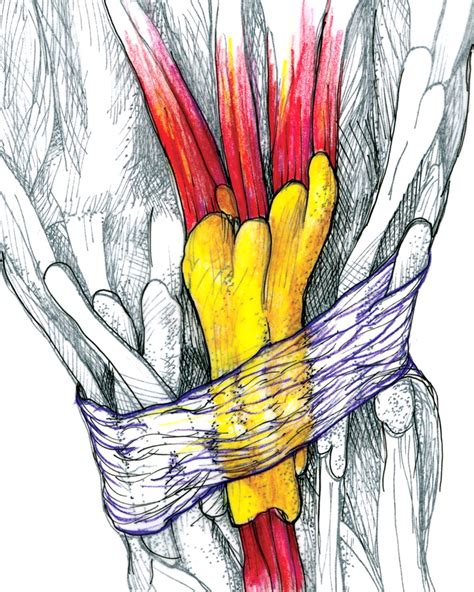 Extensor Retinaculum Wrist