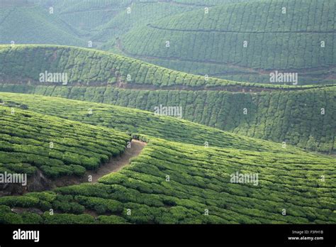 Tea gardens Munnar Kerala India Stock Photo - Alamy