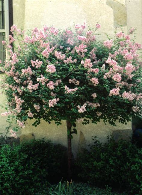 Dwarf Korean Lilac - Tree Form - Pahl's Market - Apple Valley, MN