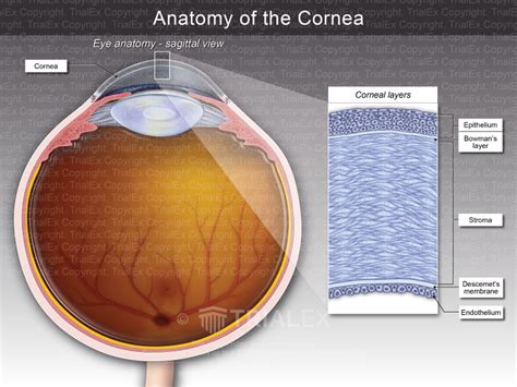 Anatomy of the Cornea - TrialQuest Inc.