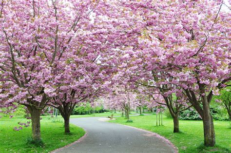 Spring Has Sprung And Here Are The Pretty Flowers You Will See Across ...