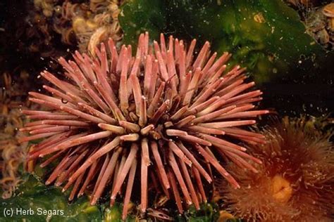Purple Sea Urchin ~ New Jersey Scuba Diving