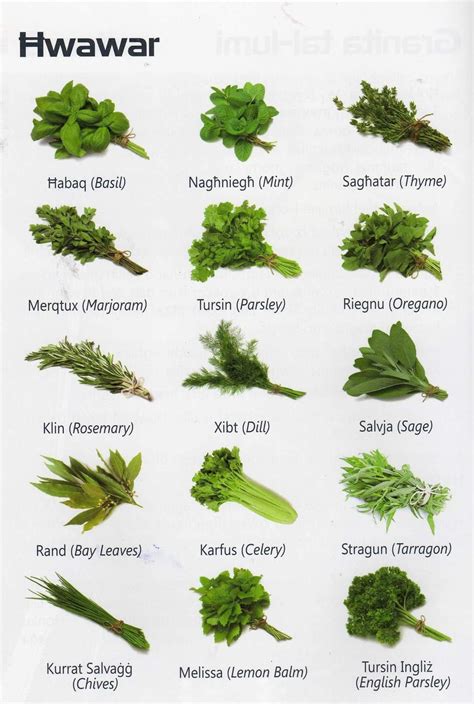 Hwawar / Herbs | Cooking herbs, Herbs, Plants